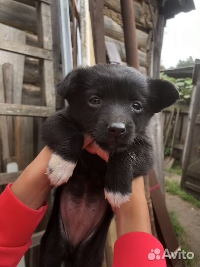 Щеночек девочка