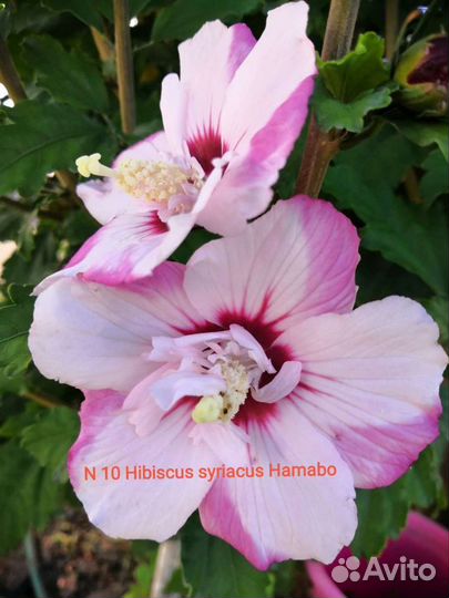 Hibiscus syriacus Hamabo, Purple Pillar