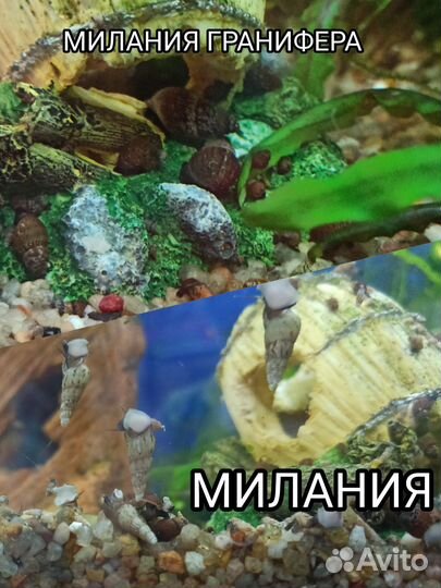 Улитки аквариумные милания и милания гранифера