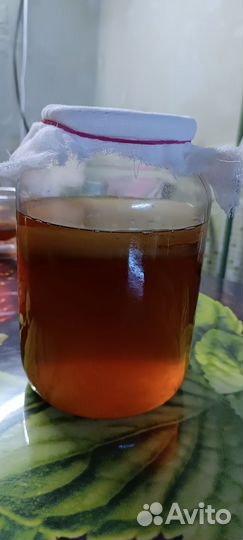 Чайный гриб бесплатно