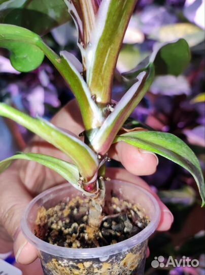 Филодендроны