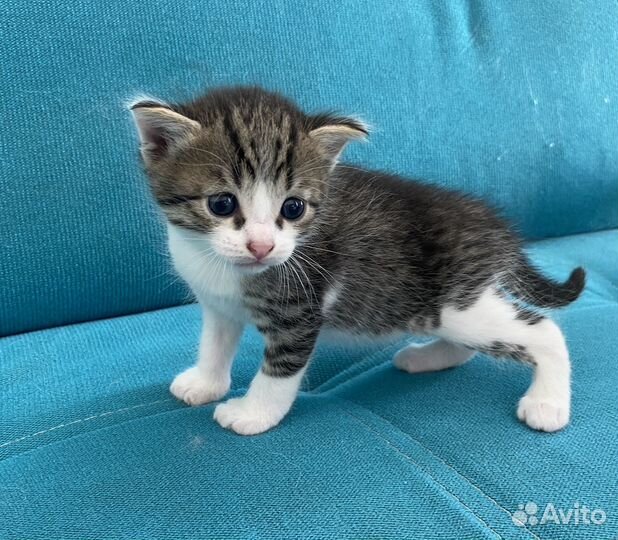 Кошка в дар