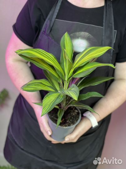 Кордилина киви d12