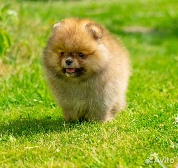 Померанский шпиц медвежьего типа