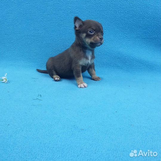 Щенки чихуа. Большой выбор