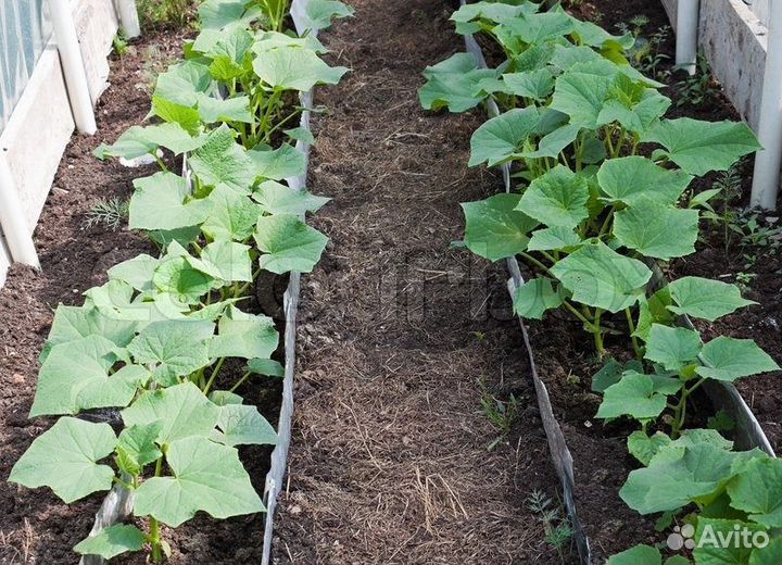 Рассада на заказ