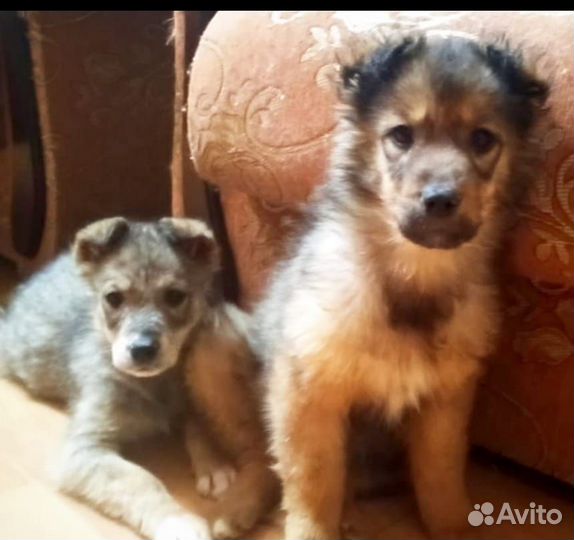 Отдам бесплатно животные