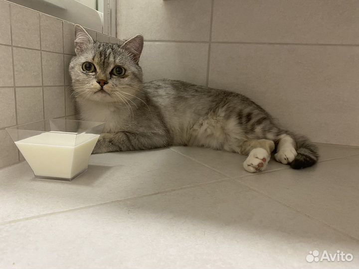 Найдена кошка (кот)