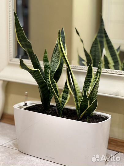 Сансевиерия трёхполосная - сортовая и др