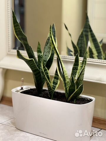 Сансевиерия трёхполосная - сортовая и др