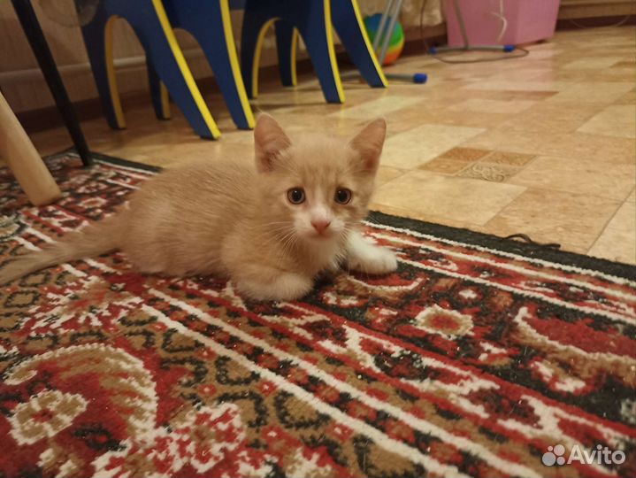 Рыжий котенок мальчик