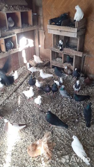 Продажа голубей
