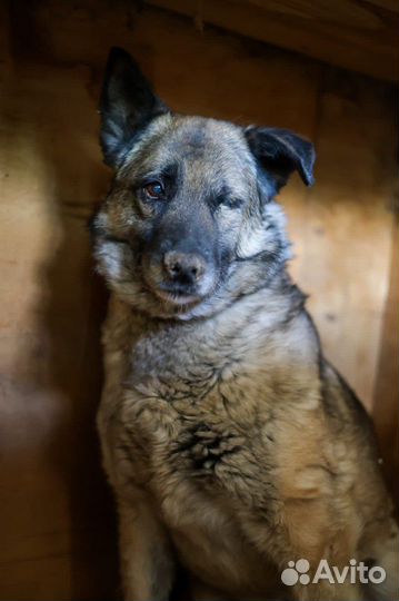 Прекрасная Джорджи