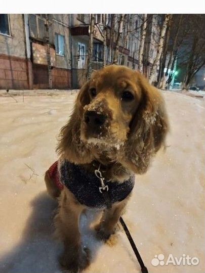 Кобель,вязка