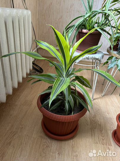 Драцена лемон лайм