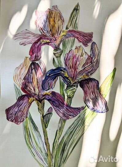 Картина акварелью Ирисы