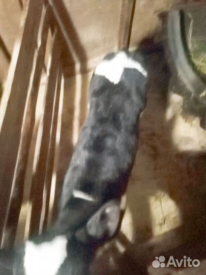 Продаются два бычка