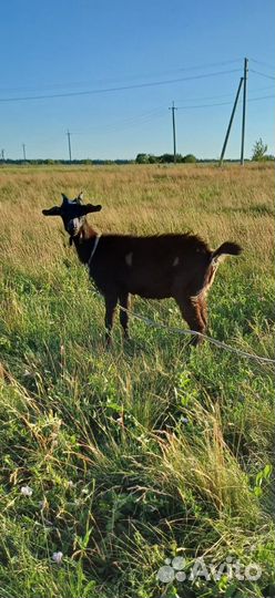 Козы зааненсконубийские