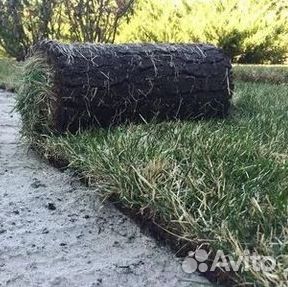 Газон рулонный