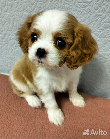 Кавалер Кинг Чарльз спаниель девочки