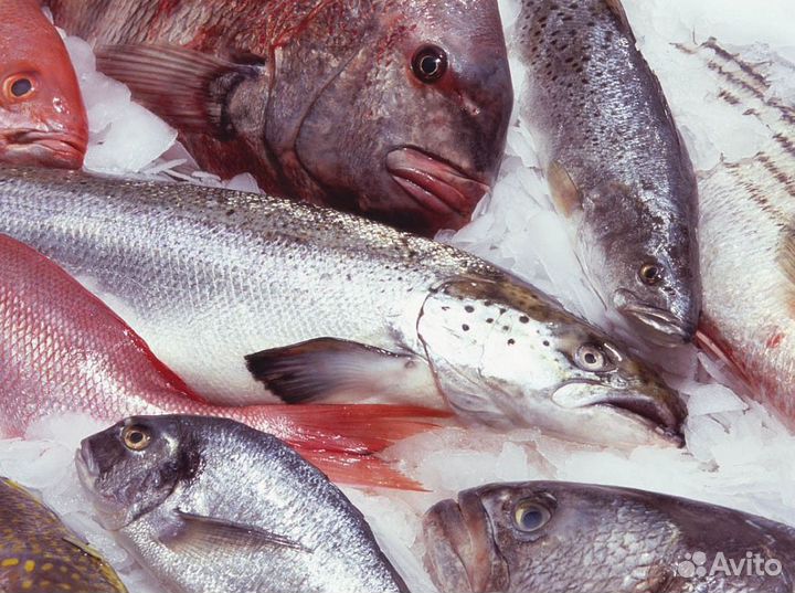 Продается готовый бизнес: морепродукты