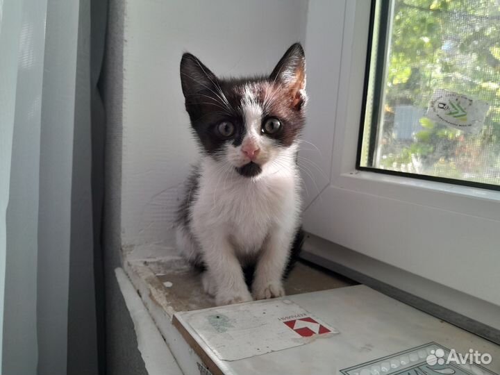 Котята в хорошие руки