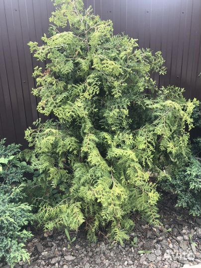 Туя 1.8 метра