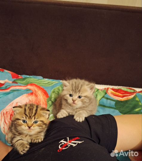 Мраморные котята