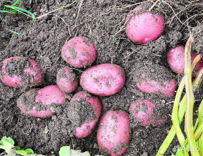 Картофель Шарвари Пирошка, семенной, 10 клубней