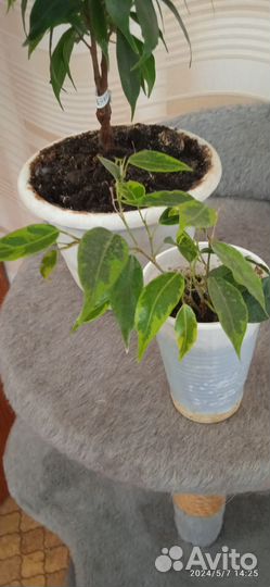 Фикус бенджамина