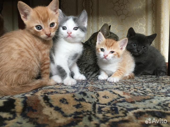 Кошки бесплатно