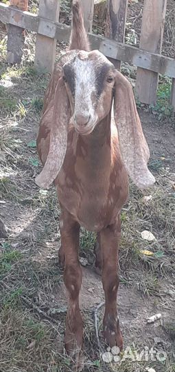 Козочки 50 камори