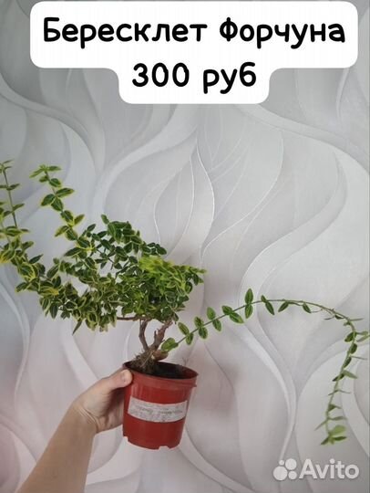 Цветы. Цену предлагайте