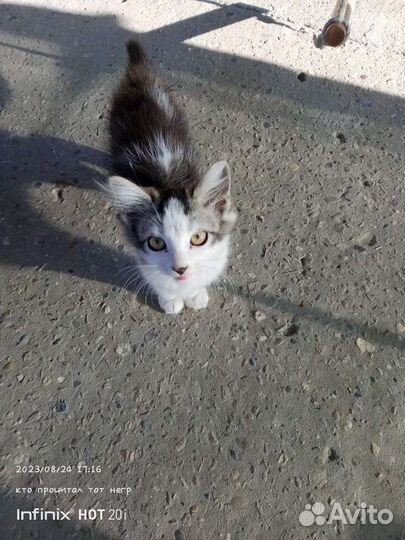 Котята