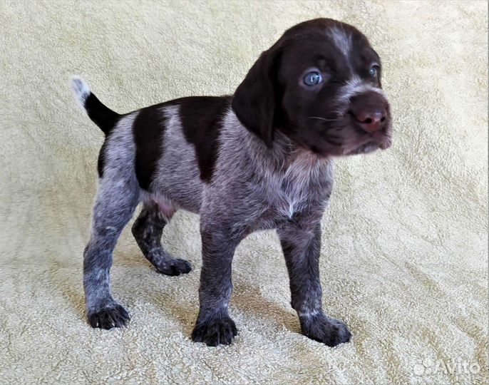 Щенки дратхаара