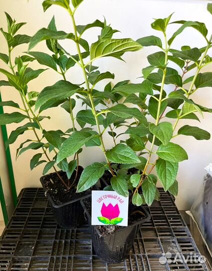 Гортензия Бонфаер Bonfire