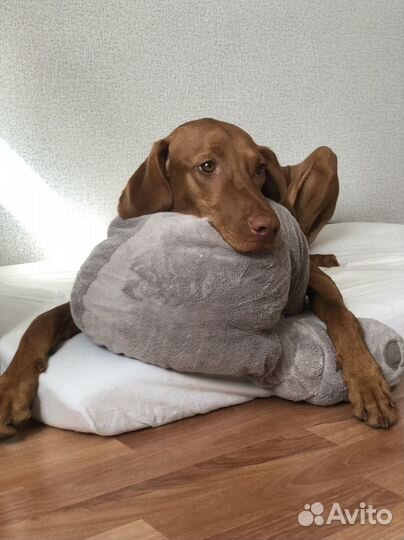 Собака на съемку/для фотосессии (Венгерская выжла)