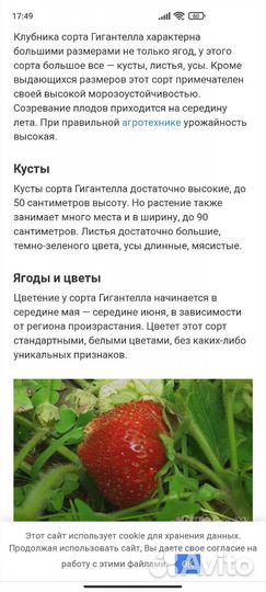 Усы клубники Гигантелла