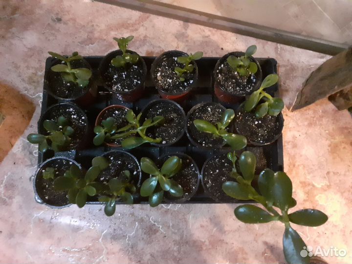 Денежное дерево толстянка крассула