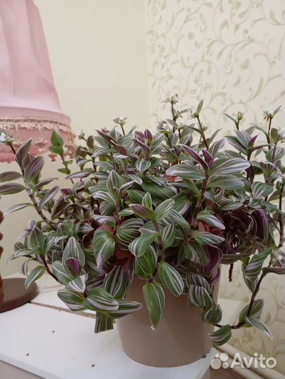 Традесканция зебрина