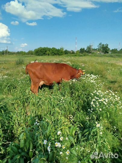 Корова дойная