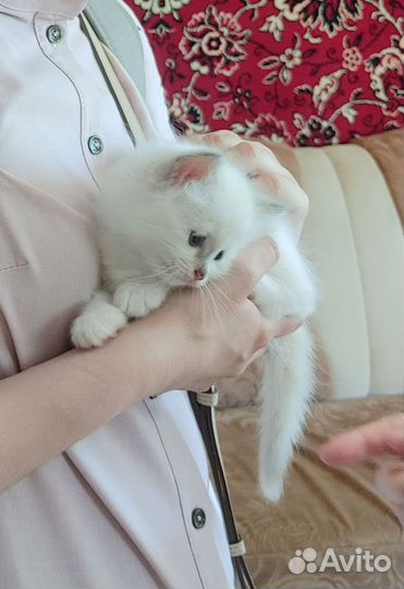 Котята Священной Бирмы