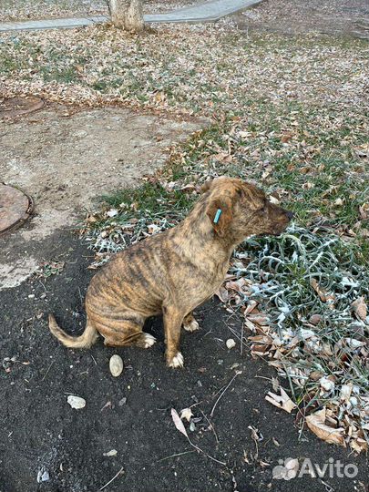 Тигровая собака