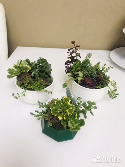 Композиция из суккулентов в плошке