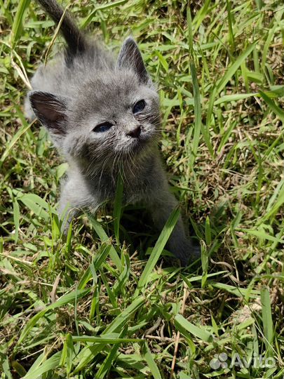 Милая кошечка ищет дом