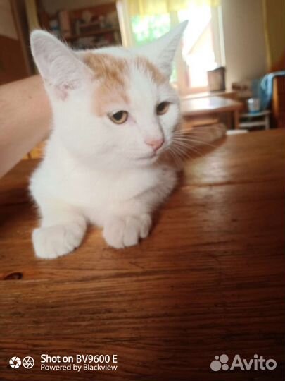 Котенок в добрые руки