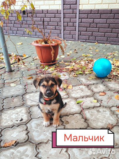 Замечательные малыши ждут вас