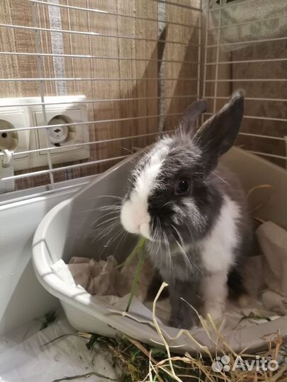 Декоративный кролик