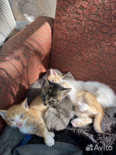 Котята в добрые руки