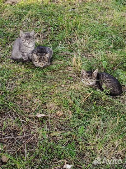 Домашние животные кошки